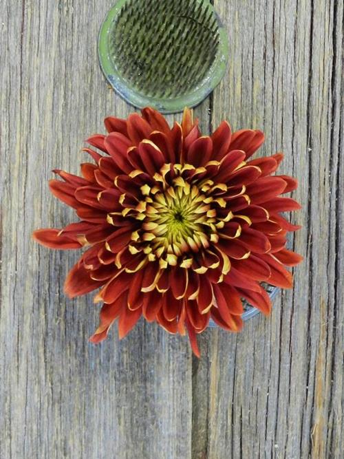 BLAZE CREMONE BRONZE DISBUDS